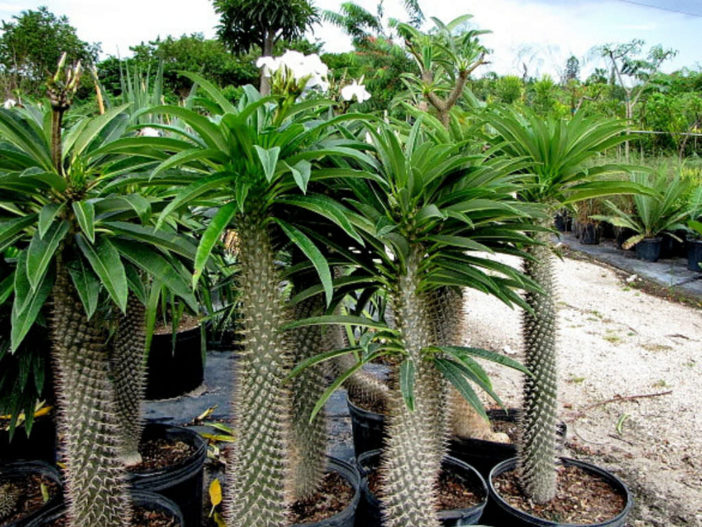 Pachypodium lamerei (Madagascar Palm)