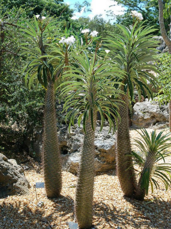 Pachypodium lamerei (Madagascar Palm)
