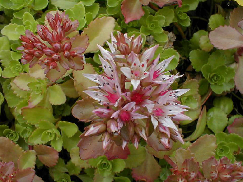 Phedimus spurius (Caucasian Stonecrop) aka Sedum spurium