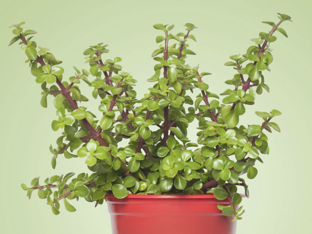 Portulacaria afra (Elephant Bush) World of Succulents