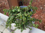 Portulacaria afra (Elephant Bush) - World of Succulents