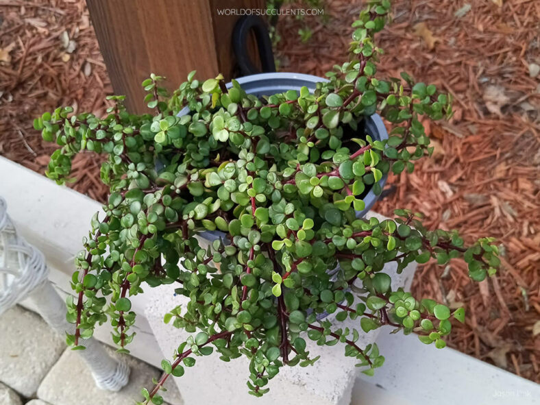 A potted Portulacaria afra, commonly known as Elephant Bush