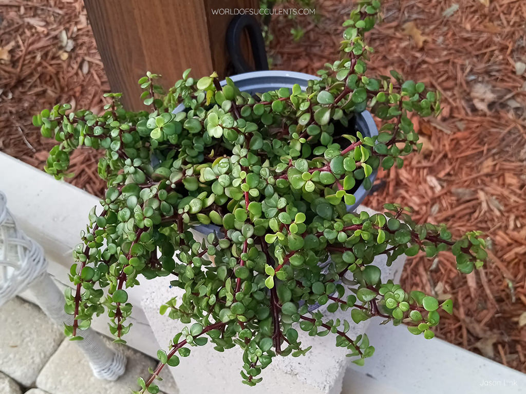 A potted Portulacaria afra, commonly known as Elephant Bush