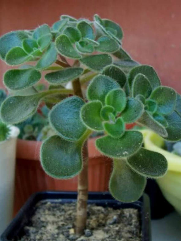 Aichryson laxum (Tree of Love)