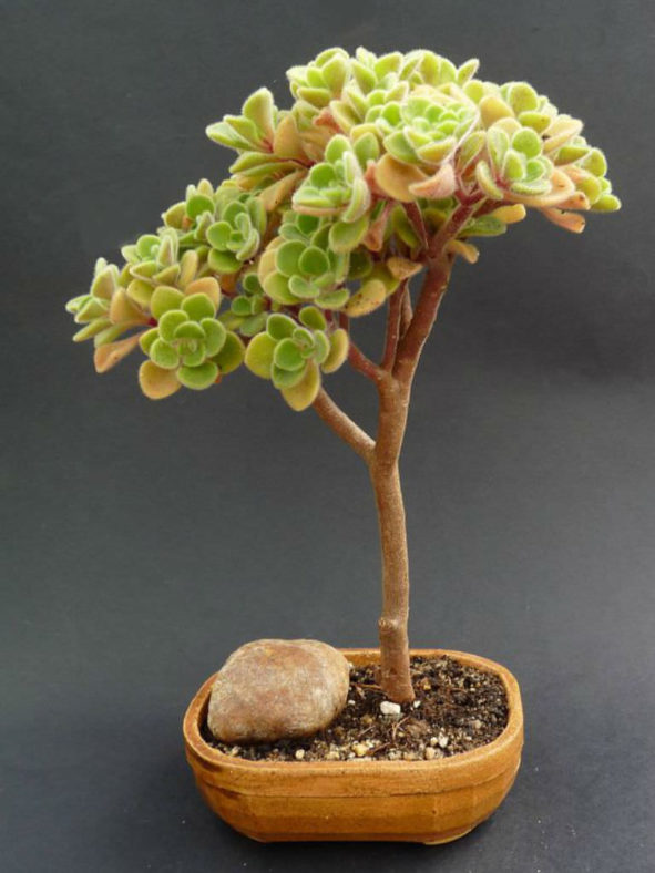 Aichryson laxum (Tree of Love)