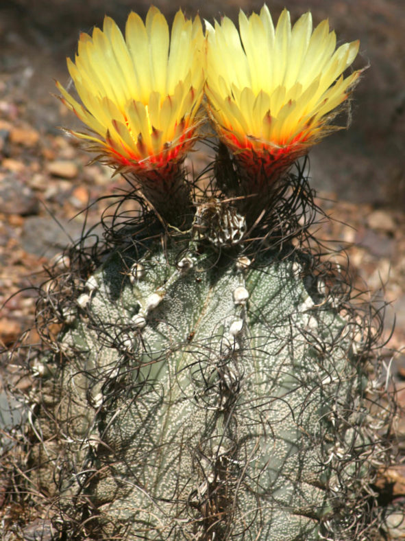 Astrophytum capricorne (Goat's Horn Cactus)