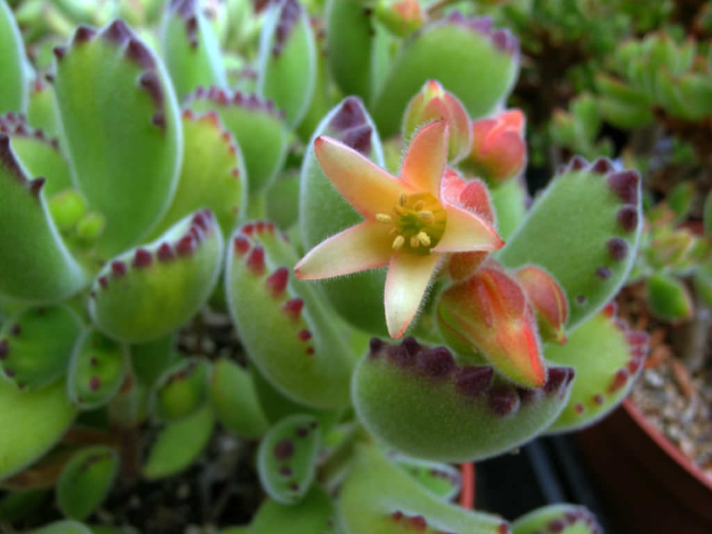 Cotyledon tomentosa (Bear's World Succulents