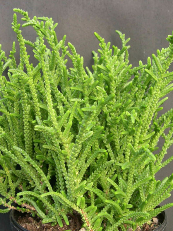 Crassula muscosa (Watch Chain) aka Crassula lycopodioides