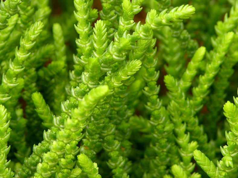 Crassula muscosa (Watch Chain) aka Crassula lycopodioides