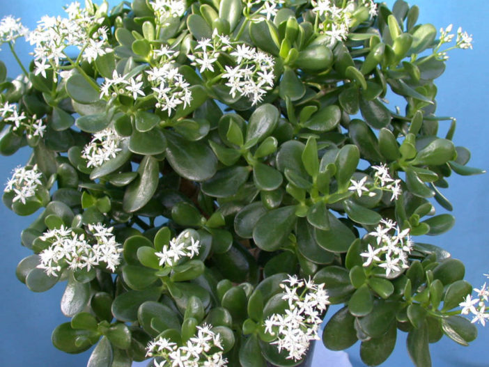 Jade Plant for Good Luck, Prosperity and Friendship