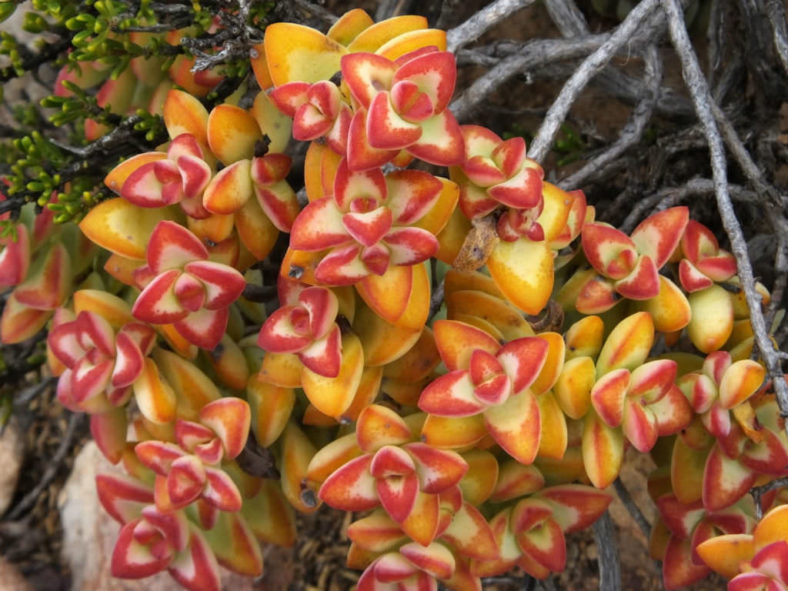 Crassula rupestris, commonly known as Rosary Vine