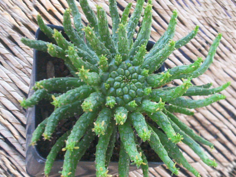 Euphorbia flanaganii (Medusa's Head)