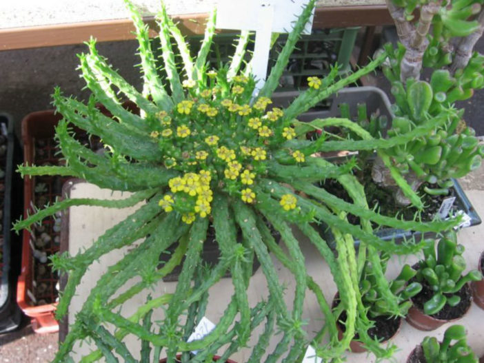 Euphorbia flanaganii (Medusa's Head)