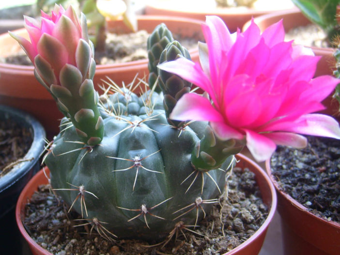 Gymnocalycium baldianum (Dwarf Chin Cactus)