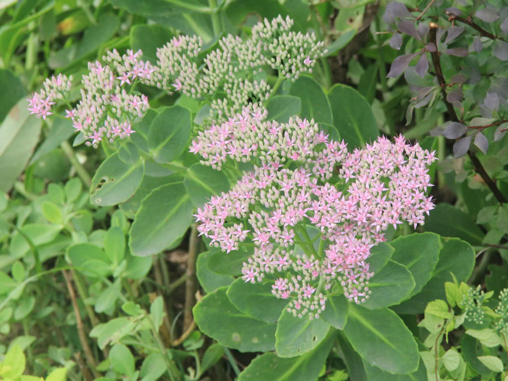 Hylotelephium erythrostictum (Garden Stonecrop) aka Sedum erythrostictum