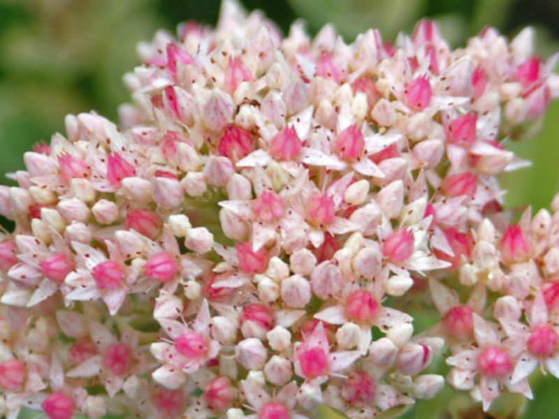 Hylotelephium erythrostictum (Sedum erythrostictum) - Garden Stonecrop ...