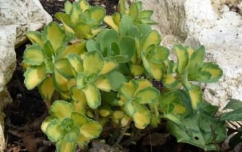 Hylotelephium erythrostictum 'Mediovariegatum' Hylotelephium erythrostictum 'Mediovariegatum' (Showy Stonecrop) aka Sedum erythrostictum 'Mediovariegatum'