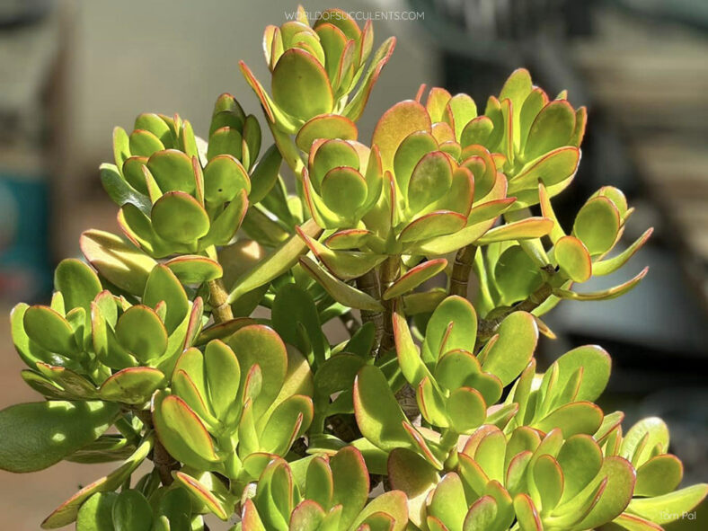 Jade Plant for Good Luck, Prosperity, and Friendship (Crassula ovata)