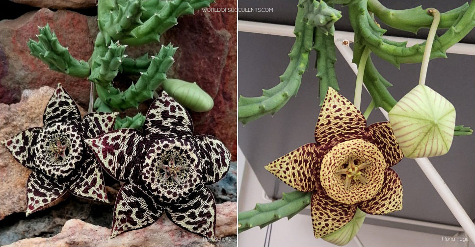 Orbea variegata (Starfish Flower) - World of Succulents