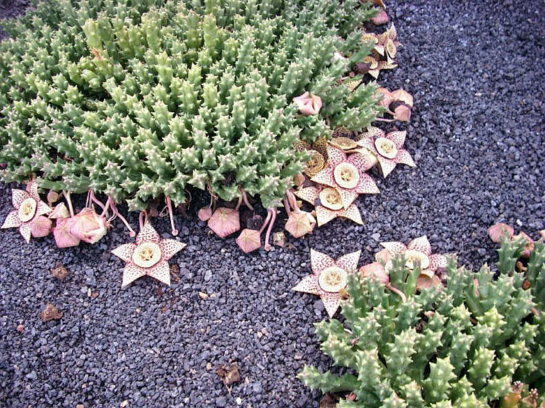 Orbea variegata (Starfish Plant), also known as Stapelia variegata