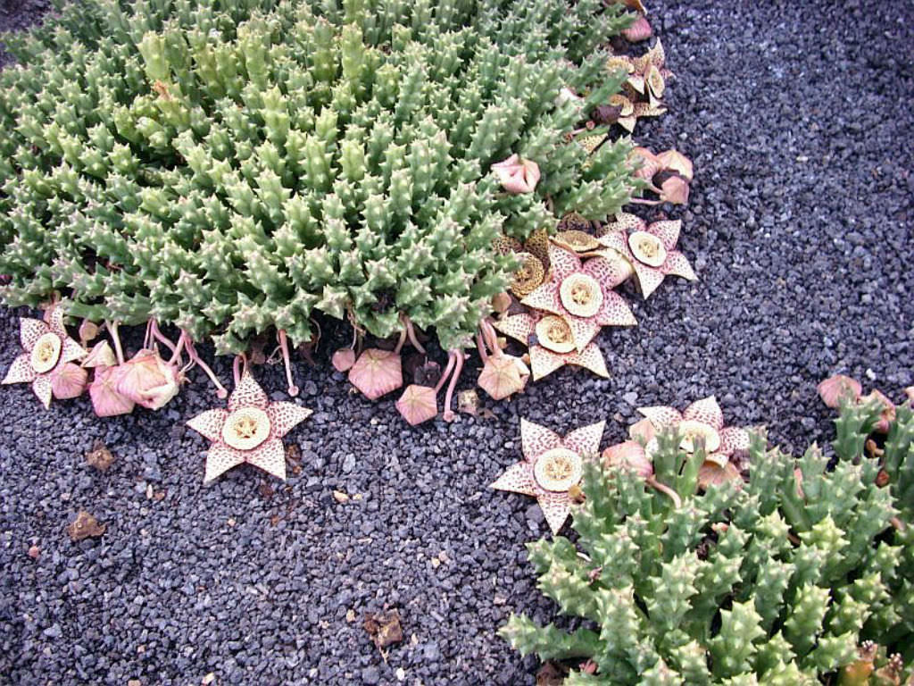 Orbea Variegata Succulent Starfish Succulent
