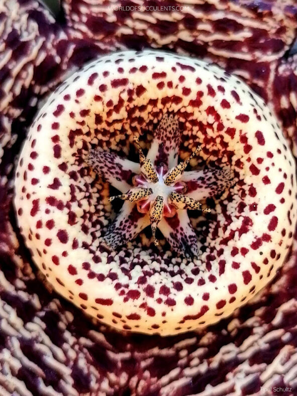 Orbea variegata (Starfish Plant) aka Stapelia variegata