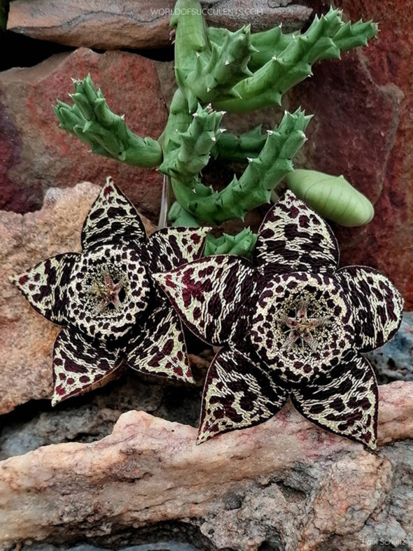 Orbea variegata (Starfish Plant) aka Stapelia variegata