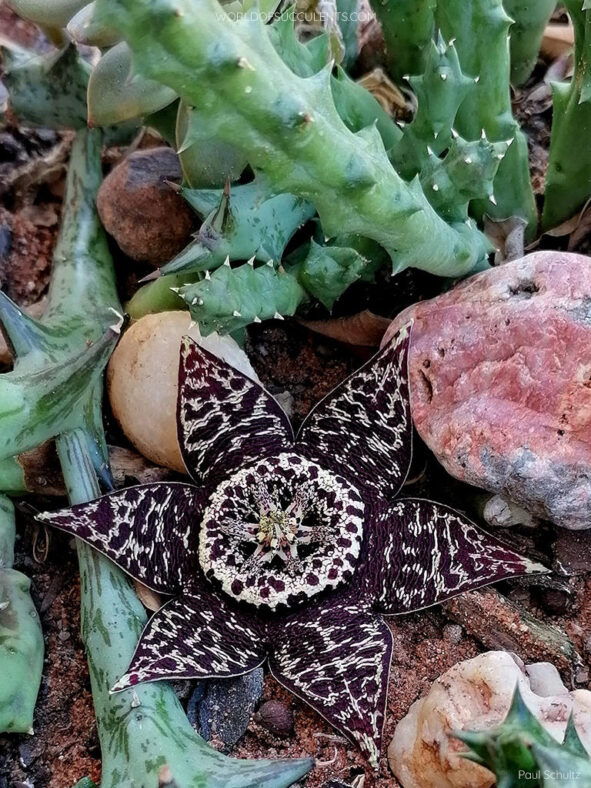 Orbea variegata (Starfish Plant) aka Stapelia variegata