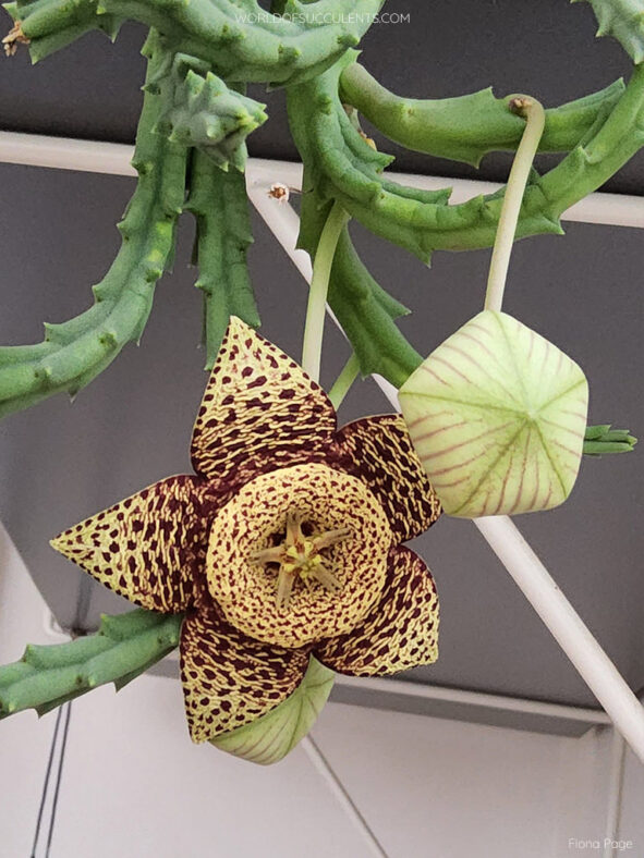 Orbea variegata (Starfish Plant) aka Stapelia variegata