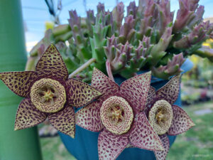 Orbea variegata (Starfish Plant) aka Stapelia variegata