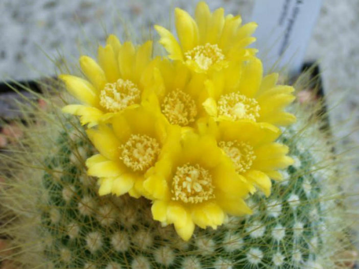 Parodia chrysacanthion (Golden Powder Puff)