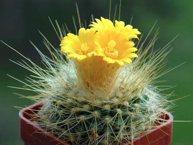 Parodia chrysacanthion (Golden Powder Puff)