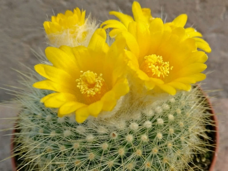 Parodia chrysacanthion (Golden Powder Puff)