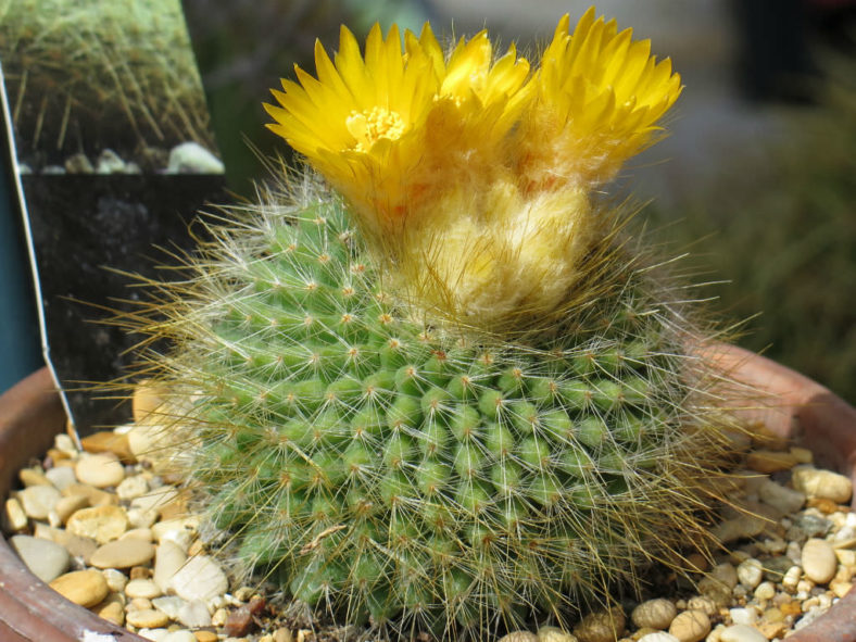 Parodia chrysacanthion (Golden Powder Puff)