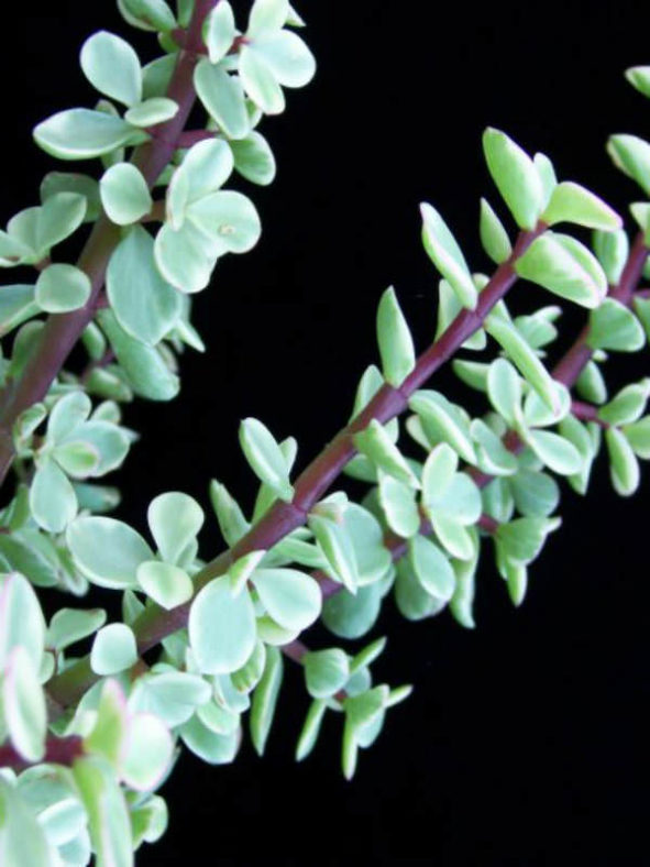 Portulacaria afra 'Variegata' (Rainbow Bush)