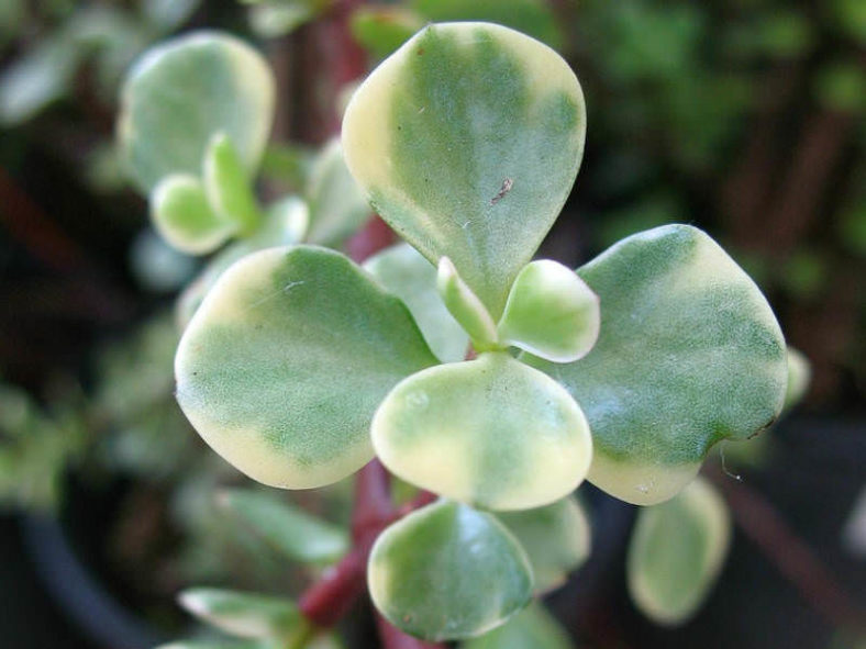 Portulacaria afra 'Variegata' (Rainbow Bush)