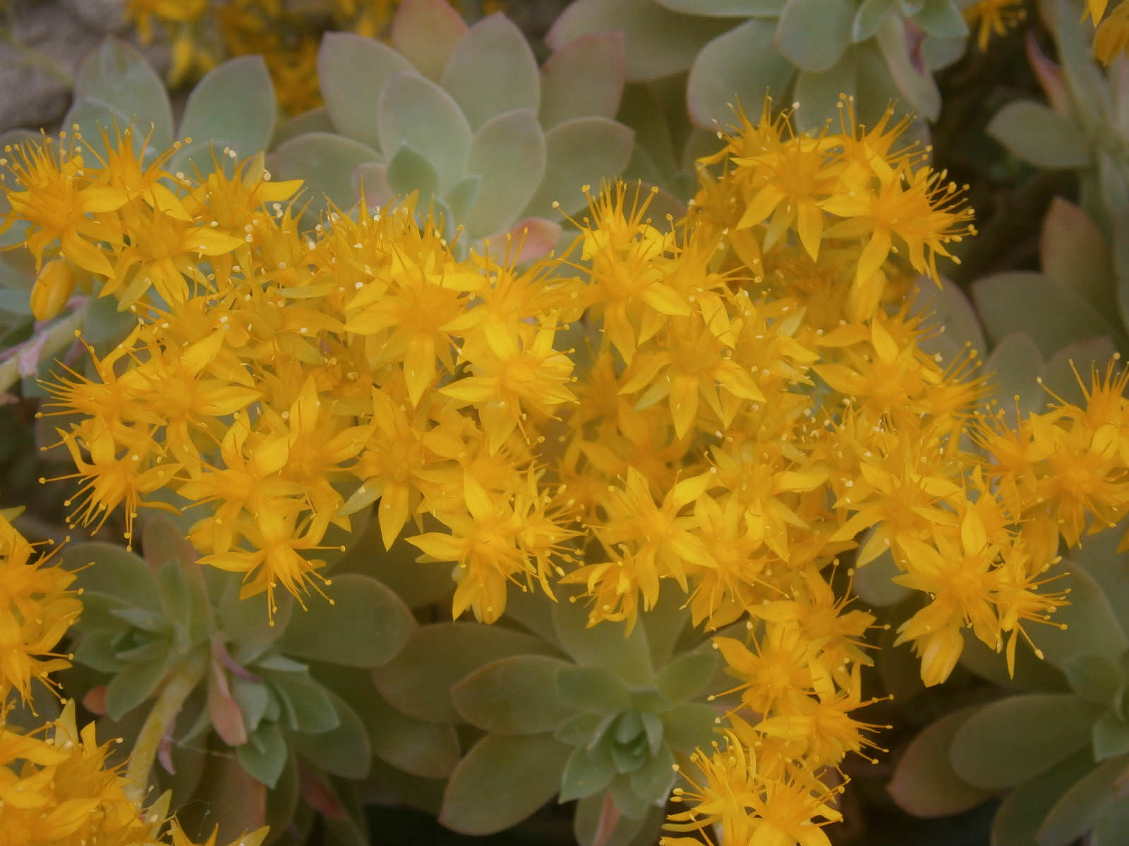 Sedum palmeri - Palmer’s Sedum | World of Succulents