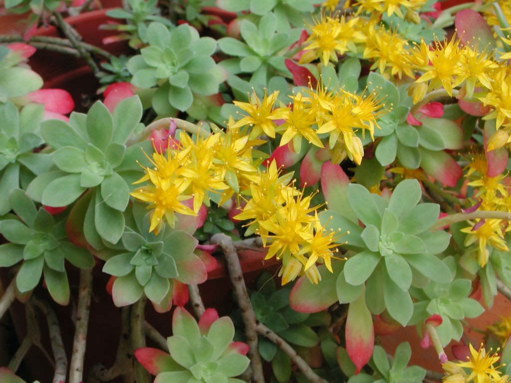 Sedum palmeri (Palmer's Sedum)