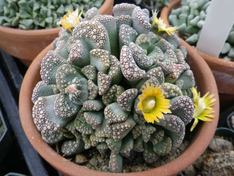 Titanopsis calcarea (Concrete Leaf Living Stone)