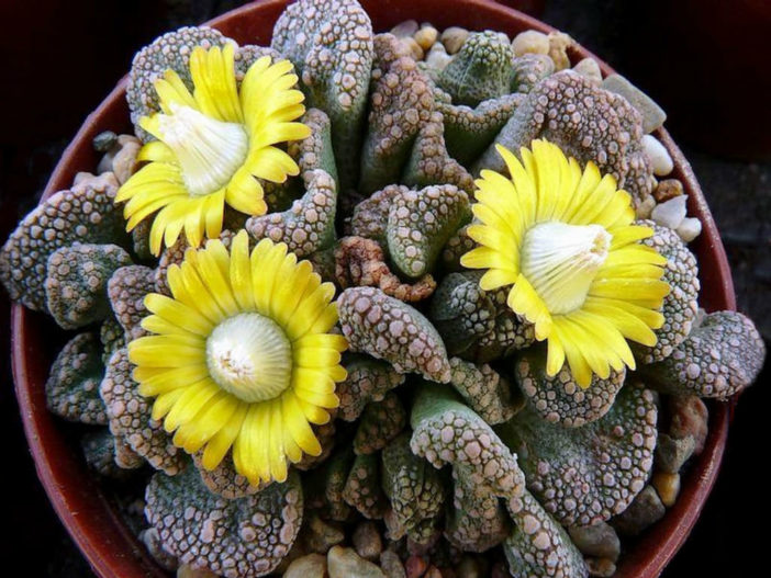 Titanopsis calcarea (Concrete Leaf Living Stone)