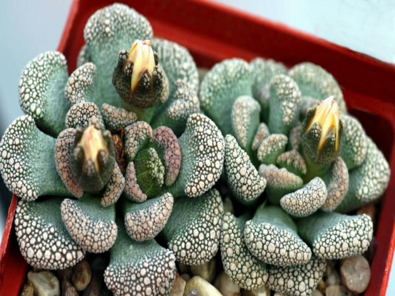 Titanopsis calcarea (Concrete Leaf Living Stone)