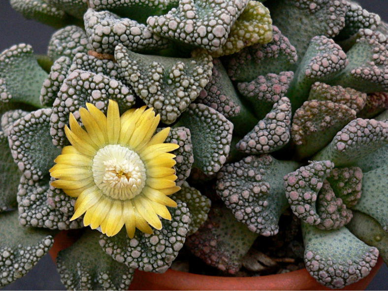 Titanopsis calcarea (Concrete Leaf Living Stone)