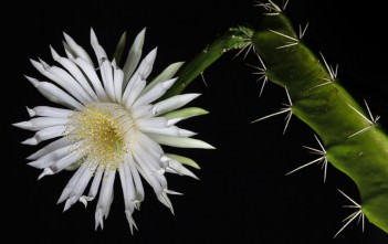 Acanthocereus tetragonus (Triangle Cactus) Acanthocereus tetragonus (Triangle Cactus)
