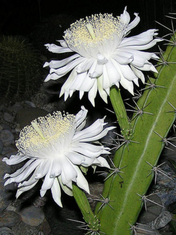 Acanthocereus tetragonus (Triangle Cactus)