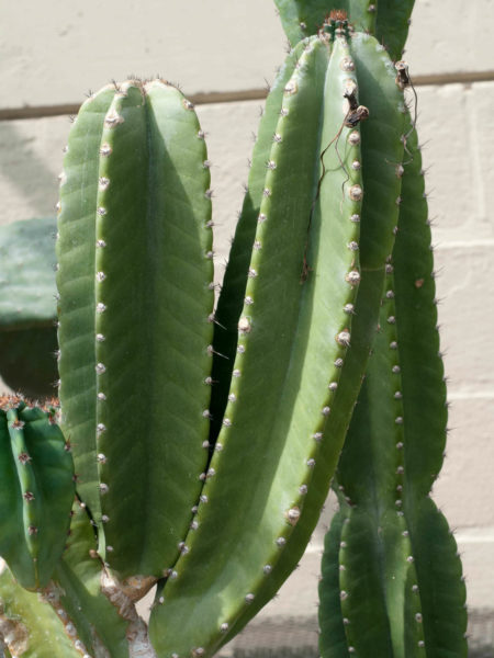 Cereus hildmannianus - Hedge Cactus, Queen of the Night, Andes Organ ...