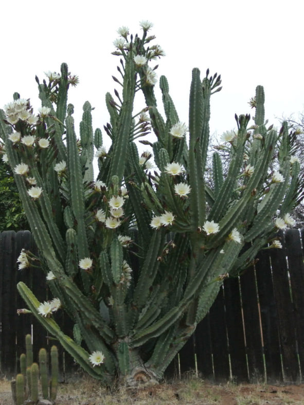 Cereus hildmannianus (Hedge Cactus)