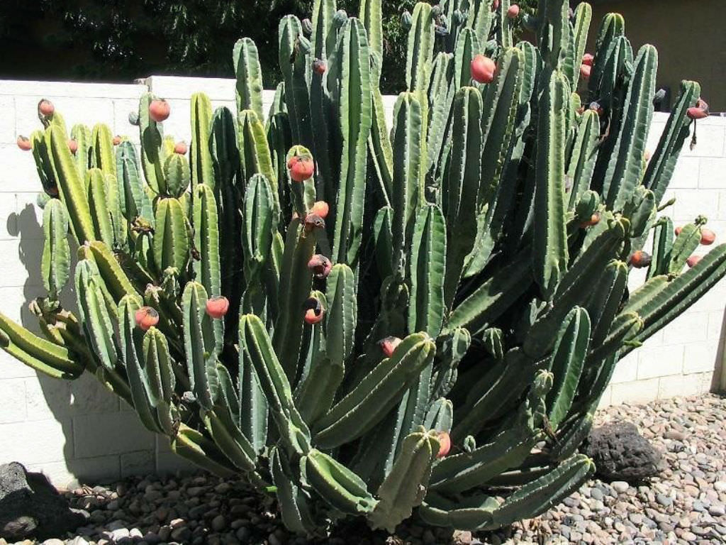 Cereus hildmannianus (Hedge Cactus)