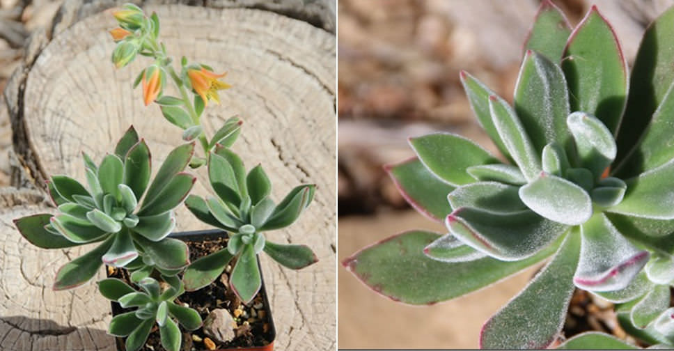 sunny succulents plush