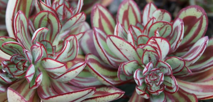 Echeveria Nodulosa Painted World Of Succulents