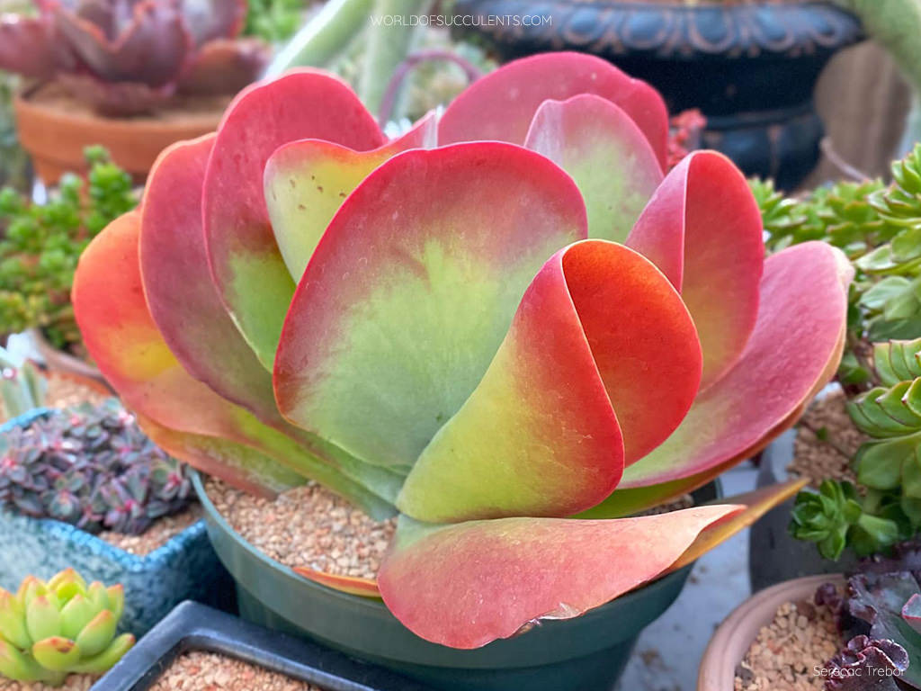 Kalanchoe luciae, commonly known as Paddle Plant or Flapjack